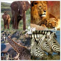 tours safari